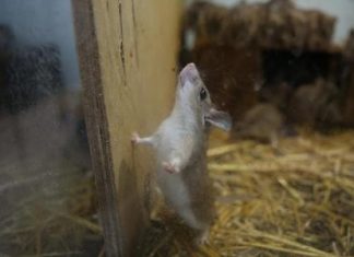 دراسة يابانية: الفئران تتمايل أيضًا مع الإيقاعات الموسيقية دراسة يابانية: الفئران تتمايل أيضًا مع الإيقاعات الموسيقية