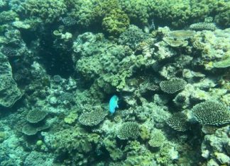 تدهور الحاجز المرجاني العظيم في أستراليا لا يزال مستمراً تدهور الحاجز المرجاني العظيم في أستراليا لا يزال مستمراً