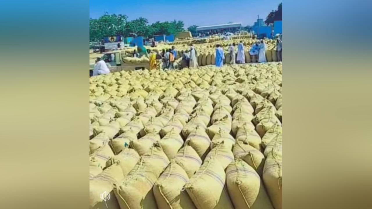 تراجع كميات وأسعار السمسم بالقضارف تراجع كميات وأسعار السمسم بالقضارف