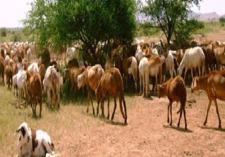 مديرة المراعي بالقضارف:ضرورة إصدار قانون يحسم التعدي على المراعي مديرة المراعي بالقضارف:ضرورة إصدار قانون يحسم التعدي على المراعي
