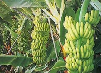 مشروع لتوطين زراعة الموز بوسط وجنوب دارفور مشروع لتوطين زراعة الموز بوسط وجنوب دارفور