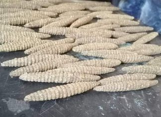 الشرطة : 43 جزيرة صغيرة بالبحر الأحمر يستغلها تجار المخدرات والمهربين الشرطة : 43 جزيرة صغيرة بالبحر الأحمر يستغلها تجار المخدرات والمهربين