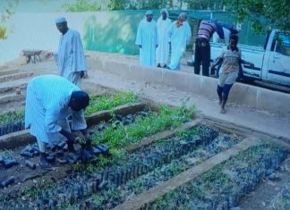 تدشين المرحلة الثانية للاحزمة الشجرية بالولاية الشمالية تدشين المرحلة الثانية للاحزمة الشجرية بالولاية الشمالية