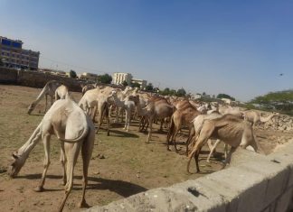 إحباط محاولة تهريب 76 رأس من الإبل لدولة مجاورة إحباط محاولة تهريب 76 رأس من الإبل لدولة مجاورة