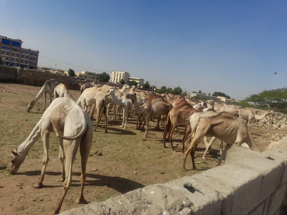 إحباط محاولة تهريب 76 رأس من الإبل لدولة مجاورة إحباط محاولة تهريب 76 رأس من الإبل لدولة مجاورة