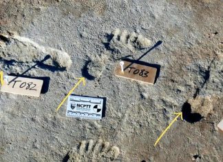 دراسة حديثة: جميع أجداد البشر ينحدرون من السودان دراسة حديثة: جميع أجداد البشر ينحدرون من السودان