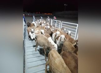 انشاء محجر بيطرى بمنطقة ود بلال بولاية الجزيرة انشاء محجر بيطرى بمنطقة ود بلال بولاية الجزيرة