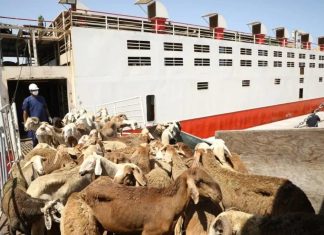 تعدد الرسوم على صادر المواشي يؤثر على المنافسة عالمياً تعدد الرسوم على صادر المواشي يؤثر على المنافسة عالمياً