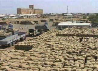 السمسم السوداني الأبيض يسجل 1700$ للطن المتري عالمياً السمسم السوداني الأبيض يسجل 1700$ للطن المتري عالمياً