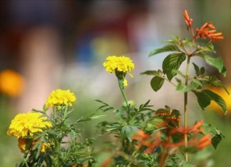 أشجار ونباتات زينة.. الخرطوم تزهو بألوان معرض الزهور (تقرير) أشجار ونباتات زينة.. الخرطوم تزهو بألوان معرض الزهور (تقرير)