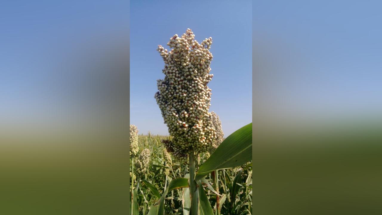 أسعار الذرة في السوق المحلي أسعار الذرة في السوق المحلي