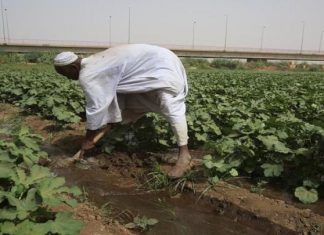 السودان سلة غذاء العالم وأكثر بلدانه بؤساً السودان سلة غذاء العالم وأكثر بلدانه بؤساً