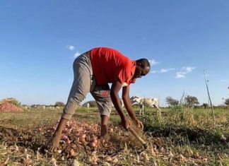 المزارعون والحرفيون لا يجدون زبائن في السودان منذ اندلاع الحرب المزارعون والحرفيون لا يجدون زبائن في السودان منذ اندلاع الحرب