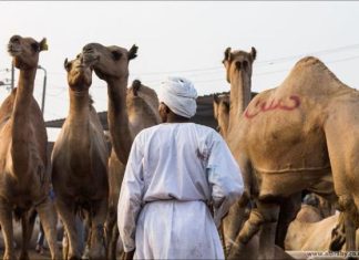 مصر تستورد الماشية من جيبوتي واحتياطي القمح يكفي 5 أشهر مصر تستورد الماشية من جيبوتي واحتياطي القمح يكفي 5 أشهر