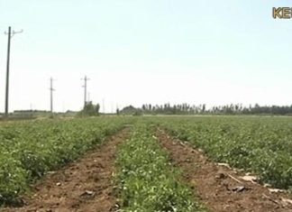 والي القضارف يقف على الخطوات التي تمت لانجاح الموسم الزراعي والي القضارف يقف على الخطوات التي تمت لانجاح الموسم الزراعي