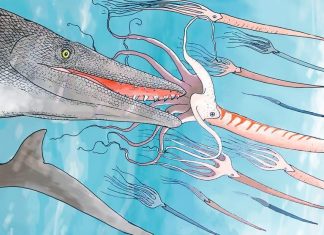 المغرب: العثور على أحافير لسحليات عملاقة بأسنان غريبة تشبه مفك براغي المغرب: العثور على أحافير لسحليات عملاقة بأسنان غريبة تشبه مفك براغي