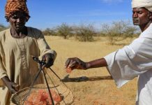 الحرب في السودان تهدد إنتاج الصمغ العربي الحرب في السودان تهدد إنتاج الصمغ العربي