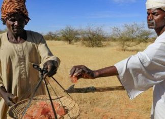 الحرب في السودان تهدد إنتاج الصمغ العربي الحرب في السودان تهدد إنتاج الصمغ العربي