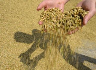 “فاو”: الشرق الأوسط سيصبح ثاني أكبر مستورد للغذاء عالميا في 2032 “فاو”: الشرق الأوسط سيصبح ثاني أكبر مستورد للغذاء عالميا في 2032