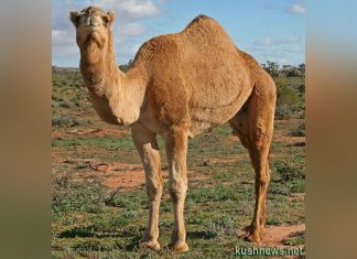 قوات الدعم السريع تقتحم حديقة حيوانات في الخرطوم وتهاجم جمل وغزالين من أجل أكلهم قوات الدعم السريع تقتحم حديقة حيوانات في الخرطوم وتهاجم جمل وغزالين من أجل أكلهم