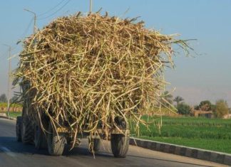 مصر: ارتفاع قياسي لسعر السكر بنسبة 150% خلال عام مصر: ارتفاع قياسي لسعر السكر بنسبة 150% خلال عام