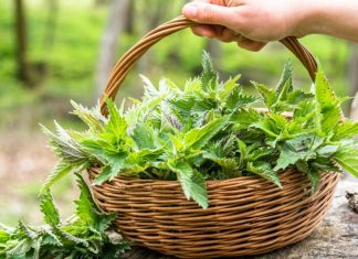 نبتة برية تقي من السرطان نبتة برية تقي من السرطان