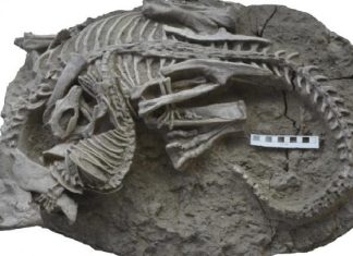 اكتشاف متحجرة في الصين لحيوان ثديي يهاجم ديناصوراً اكتشاف متحجرة في الصين لحيوان ثديي يهاجم ديناصوراً