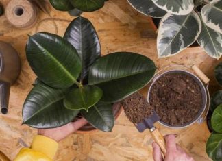 5 نباتات تجعل المنزل أبرد 5 نباتات تجعل المنزل أبرد