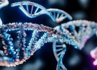 إعادة تكوين شجرة العائلة لأسرتين من العصر الحجري الحديث إعادة تكوين شجرة العائلة لأسرتين من العصر الحجري الحديث