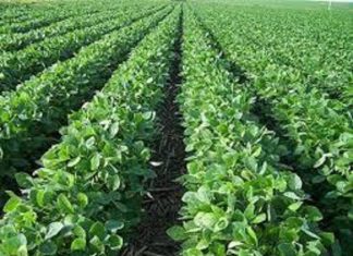 تقرير وزارة الزراعة حول الموسم الزراعي في السودان تقرير وزارة الزراعة حول الموسم الزراعي في السودان