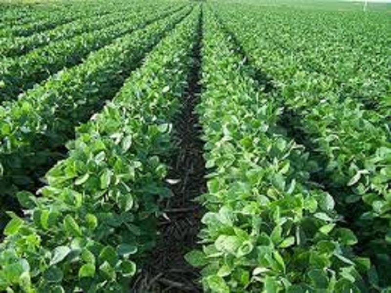 تقرير وزارة الزراعة حول الموسم الزراعي في السودان تقرير وزارة الزراعة حول الموسم الزراعي في السودان