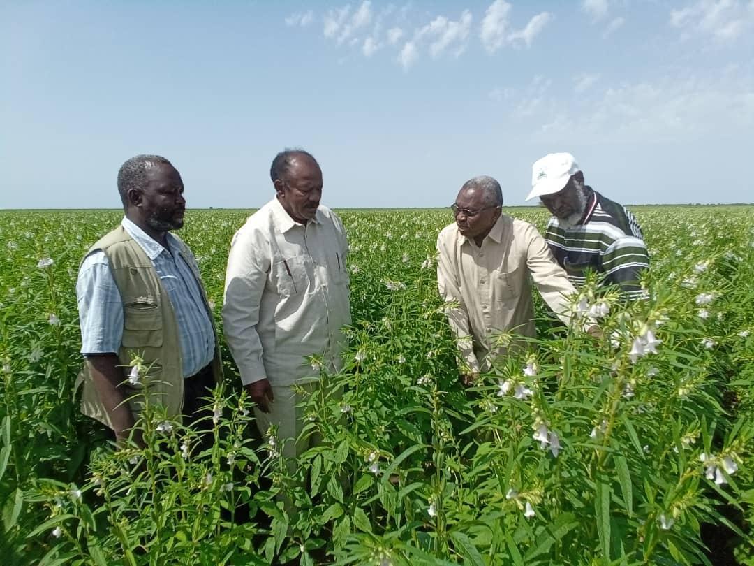 وزير الزراعة الإتحادي يطمئن على موقف الموسم الزراعي بولاية سنار وزير الزراعة الإتحادي يطمئن على موقف الموسم الزراعي بولاية سنار