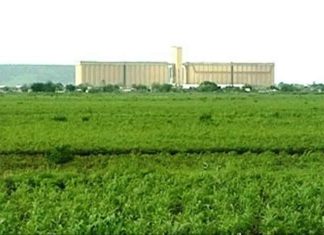 زراعة المناقل: الموسم المطري بهضبة المناقل يبشر بنجاح كبير زراعة المناقل: الموسم المطري بهضبة المناقل يبشر بنجاح كبير