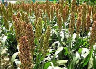 الشمالية بالتعاون مع منظمة الفاو. توزع التقاوى للمزارعين الشمالية بالتعاون مع منظمة الفاو. توزع التقاوى للمزارعين