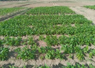 التوسع في المساحات الزراعية بالقضارف لتصل ٦.٥ مليون فدان التوسع في المساحات الزراعية بالقضارف لتصل ٦.٥ مليون فدان