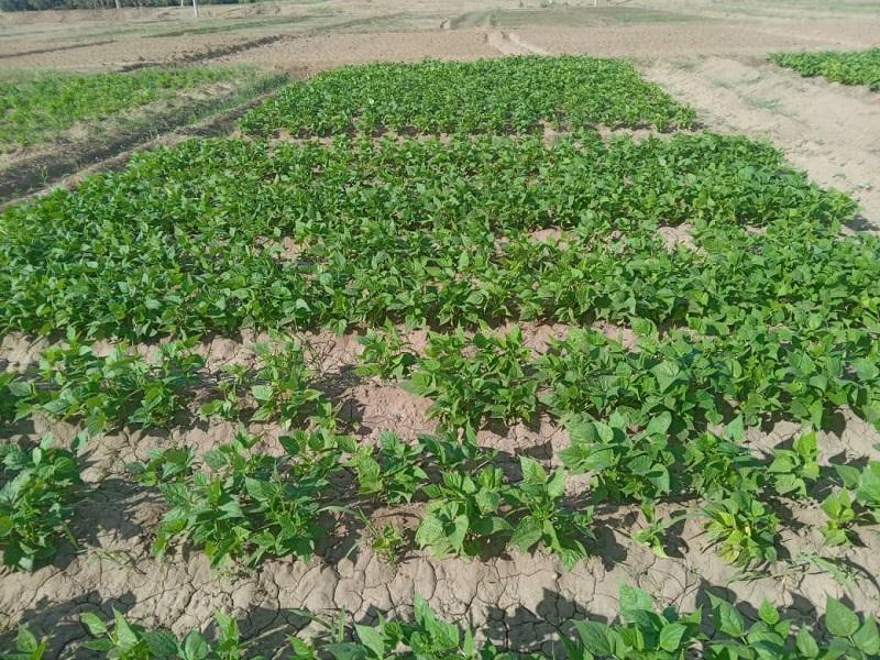 التوسع في المساحات الزراعية بالقضارف لتصل ٦.٥ مليون فدان التوسع في المساحات الزراعية بالقضارف لتصل ٦.٥ مليون فدان