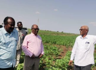 وزير الزراعة الإتحادي: نستهدف زراعه مليون فدانا بالقمح وزير الزراعة الإتحادي: نستهدف زراعه مليون فدانا بالقمح