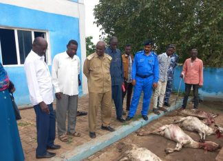 ضبط ٤٥ راس من الذبيح (الكيري) داخل محليه سنجة ضبط ٤٥ راس من الذبيح (الكيري) داخل محليه سنجة