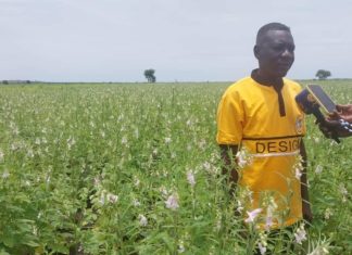 الجمعيات الزراعية التعاونية بالقضارف توكد تأمين الغذاء ودعم القوات المسلحة الجمعيات الزراعية التعاونية بالقضارف توكد تأمين الغذاء ودعم القوات المسلحة