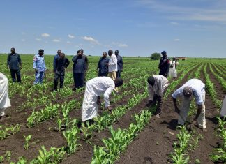 وزير الزراعة والغابات الاتحادى يتفقد الموسم الزراعى بولاية القضارف وزير الزراعة والغابات الاتحادى يتفقد الموسم الزراعى بولاية القضارف