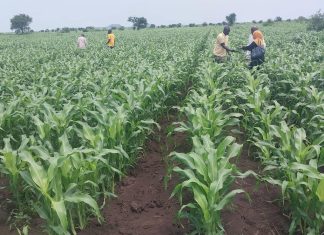 إرتفاع التمويل الزراعى بالقضارف الى (٣١) تريليون جنيه إرتفاع التمويل الزراعى بالقضارف الى (٣١) تريليون جنيه