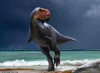 المغرب: اكتشاف حفريات لنوعين جديدين من الديناصورات المغرب: اكتشاف حفريات لنوعين جديدين من الديناصورات