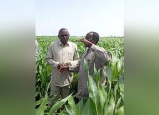 سنار تزرع اكثر من ثلاثة ملايين فدانا من المحاصيل الزراعية سنار تزرع اكثر من ثلاثة ملايين فدانا من المحاصيل الزراعية