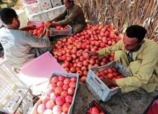 210 آلاف طن صادرات غذائية مصرية خلال أسبوع 210 آلاف طن صادرات غذائية مصرية خلال أسبوع