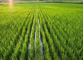 مؤشر أسعار الغذاء بأدنى مستوى في عامين رغم الارتفاع القياسي للأرز مؤشر أسعار الغذاء بأدنى مستوى في عامين رغم الارتفاع القياسي للأرز