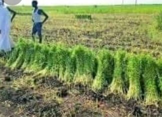 بدء عمليات حصاد محصول السمسم بالقضارف بدء عمليات حصاد محصول السمسم بالقضارف