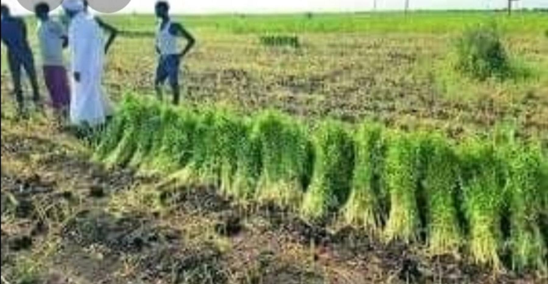 بدء عمليات حصاد محصول السمسم بالقضارف بدء عمليات حصاد محصول السمسم بالقضارف