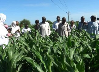 وزير الانتاج بالنيل الأبيض يتفقد محاصيل العروة الصيفية وزير الانتاج بالنيل الأبيض يتفقد محاصيل العروة الصيفية