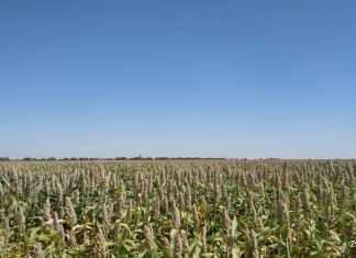 قرابةالمليون فدان من المحاصيل الزراعية بالدندر تصل لمراحل متقدمةمن النضج قرابةالمليون فدان من المحاصيل الزراعية بالدندر تصل لمراحل متقدمةمن النضج