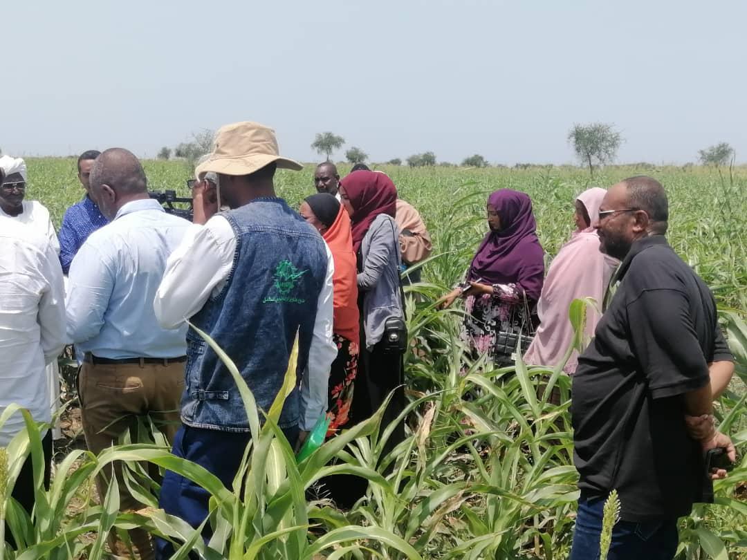 البعثة الاشرافية لمشروع تطوير الزراعه تقف علي مشروعات الدندر الزراعية البعثة الاشرافية لمشروع تطوير الزراعه تقف علي مشروعات الدندر الزراعية